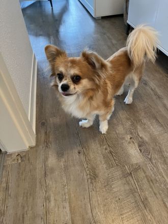 In liebevolle Hände abzugeben