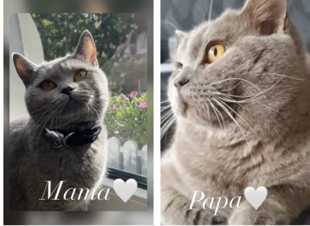 ♥️ Bkh Babykatze Britische Baby Katzen ♥️