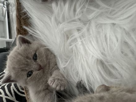 ♥️ Bkh Babykatze Britische Baby Katzen ♥️