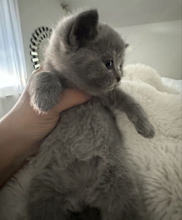 ♥️ Bkh Babykatze Britische Baby Katzen ♥️