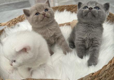 ♥️ Bkh Babykatze Britische Baby Katzen ♥️