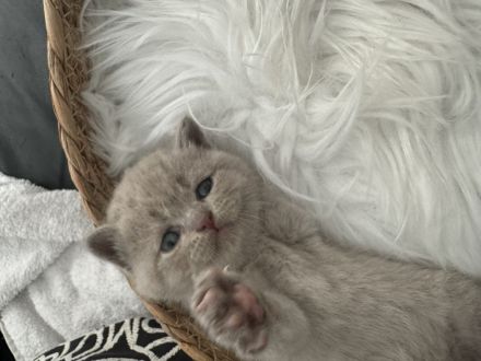♥️ Bkh Babykatze Britische Baby Katzen ♥️