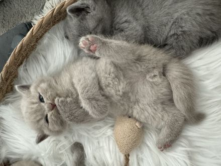 ♥️ Bkh Babykatze Britische Baby Katzen ♥️