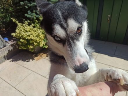 Husky Balu – zweijähriges Energiebündel und Schmusekugel zugleich