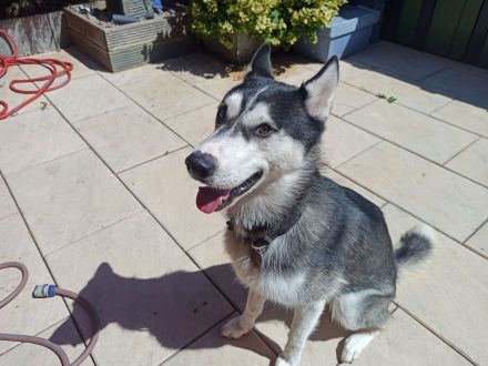 Husky Balu – zweijähriges Energiebündel und Schmusekugel zugleich