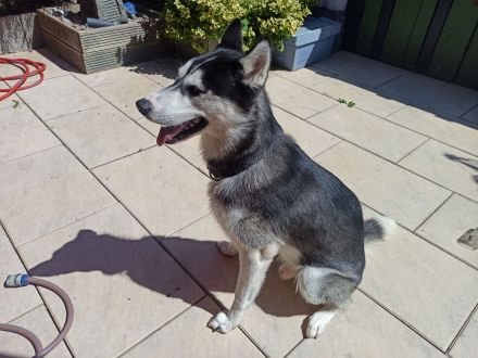 Husky Balu – zweijähriges Energiebündel und Schmusekugel zugleich