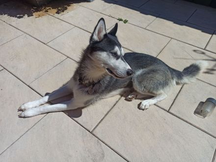 Husky Balu – zweijähriges Energiebündel und Schmusekugel zugleich