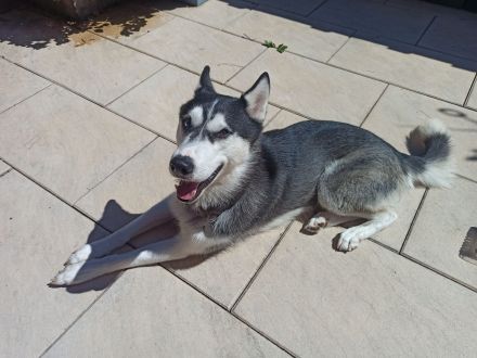 Husky Balu – zweijähriges Energiebündel und Schmusekugel zugleich