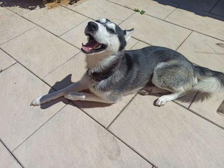 Husky Balu – zweijähriges Energiebündel und Schmusekugel zugleich