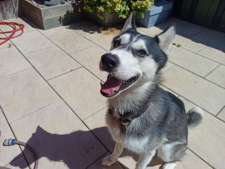 Husky Balu – zweijähriges Energiebündel und Schmusekugel zugleich