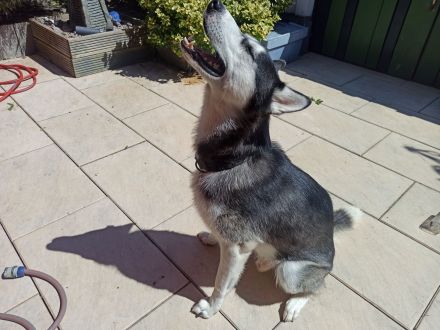 Husky Balu – zweijähriges Energiebündel und Schmusekugel zugleich