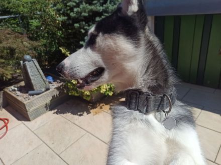 Husky Balu – zweijähriges Energiebündel und Schmusekugel zugleich