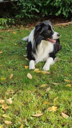 Deckrüde Border Collie KEIN VERKAUF