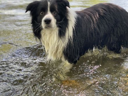 Deckrüde Border Collie KEIN VERKAUF