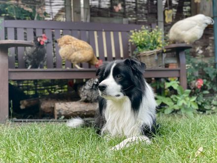 Deckrüde Border Collie KEIN VERKAUF