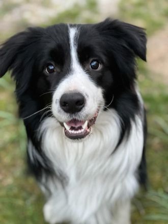 Deckrüde Border Collie KEIN VERKAUF