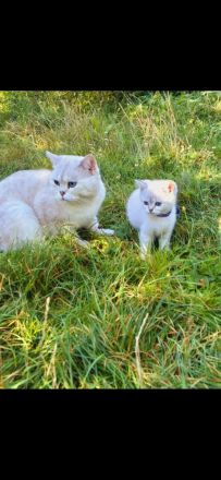 Liebevoller Britisch Kurzhaar Kater sucht ein neues Zuhause