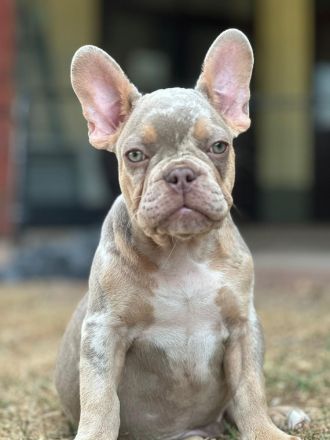 Gesunde typvolle freiatmende französische bulldoggen