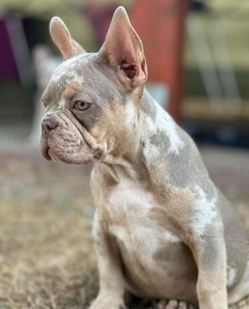 Gesunde typvolle freiatmende französische bulldoggen