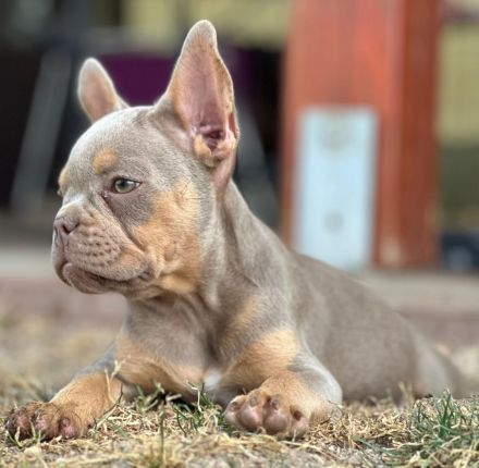 Gesunde typvolle freiatmende französische bulldoggen