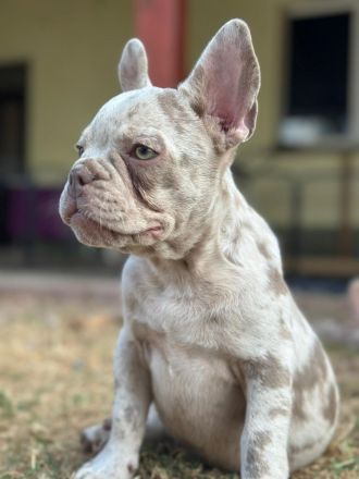 Gesunde typvolle freiatmende französische bulldoggen