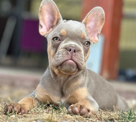 Gesunde typvolle freiatmende französische bulldoggen