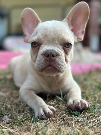 Gesunde typvolle freiatmende französische bulldoggen