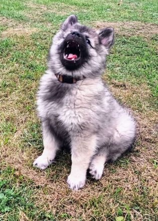 Spitz Wolfsspitz female FCI