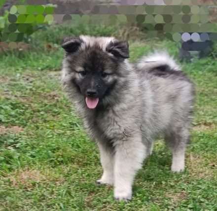 Spitz Wolfsspitz female FCI