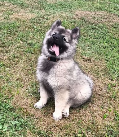 Spitz Wolfsspitz female FCI