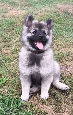 Spitz Wolfsspitz female FCI