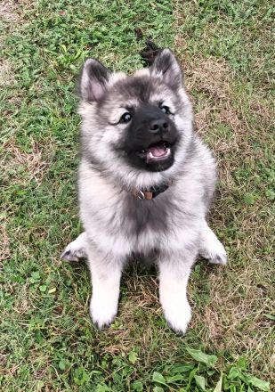 Spitz Wolfsspitz female FCI