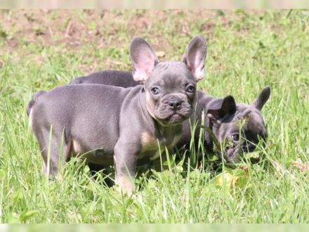 Französische Bulldoggen Welpen in Blue