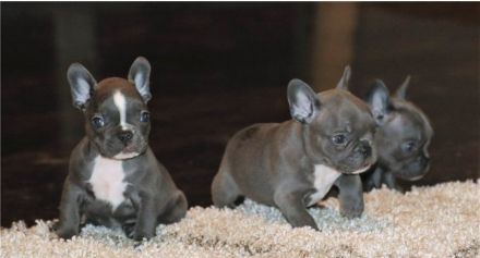 Französische Bulldoggen Welpen in Blue