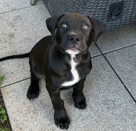 American Bully Welpe 2.5 Monate alt