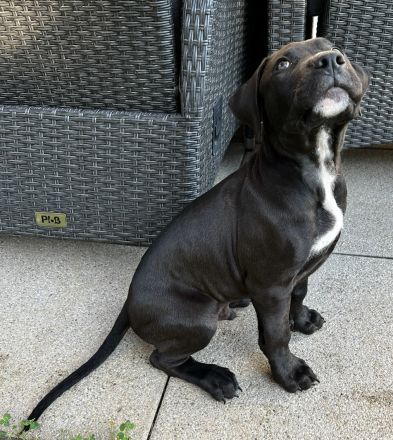 American Bully Welpe 2.5 Monate alt