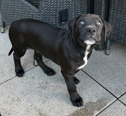 American Bully Welpe 2.5 Monate alt