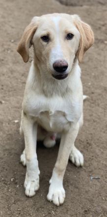 Sheldon, geb. ca. 11/2023, lebt in GRIECHENLAND, im städt. Tierheim Serres