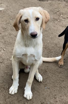 Sheldon, geb. ca. 11/2023, lebt in GRIECHENLAND, im städt. Tierheim Serres