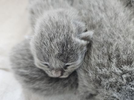 Wunderschöne BKH Kitten