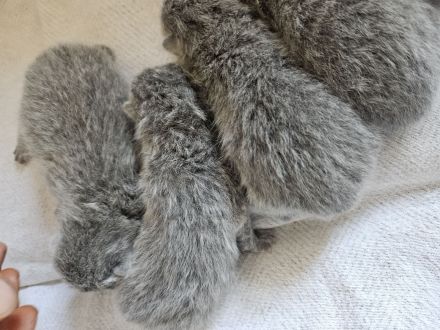 Wunderschöne BKH Kitten