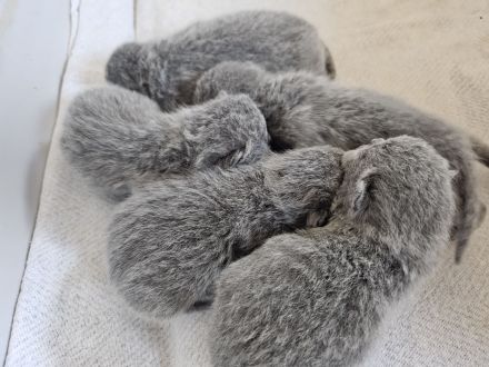 Wunderschöne BKH Kitten