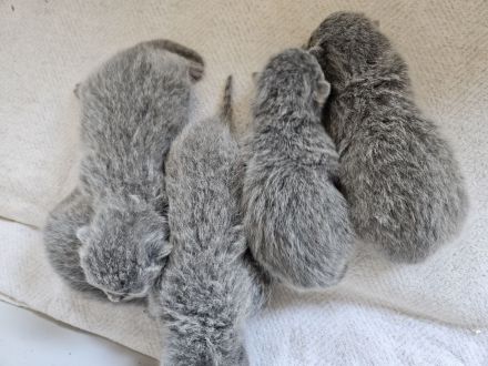 Wunderschöne BKH Kitten