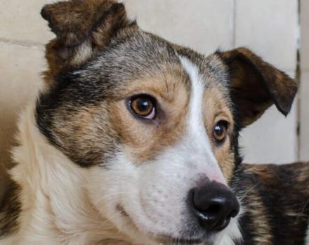 Ringo sucht einfühlsame Menschen