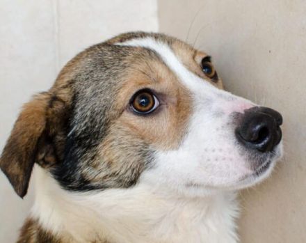 Ringo sucht einfühlsame Menschen