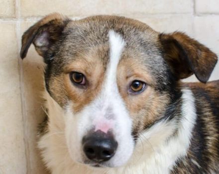 Ringo sucht einfühlsame Menschen