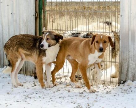 Ringo sucht einfühlsame Menschen
