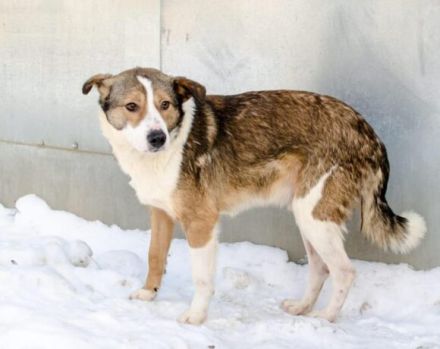 Ringo sucht einfühlsame Menschen