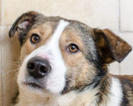 Ringo sucht einfühlsame Menschen