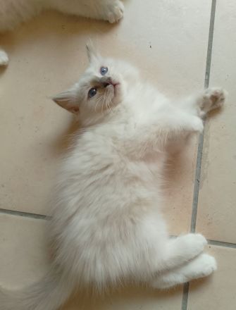 Heilige Birma Zwei Kitten Mädchen und Junge